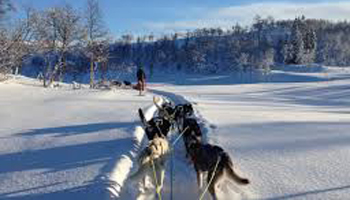 Dog Sledding