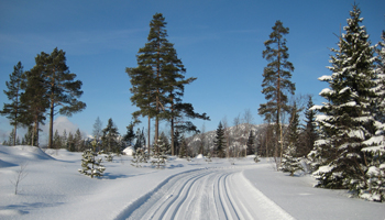 Cross Country Skiing